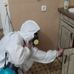 Дезинфекция от муравьев в квартире в Нижнеудинске